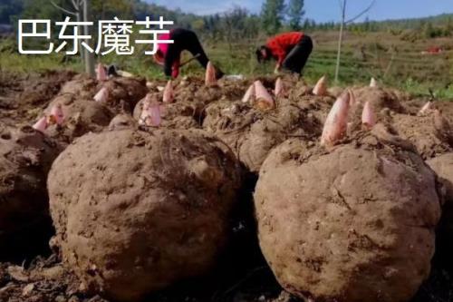 魔芋的产地，确定为十大保健食品之一
