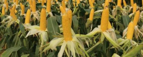 金G1908玉米种子特征特性，注意防治丝黑穗病