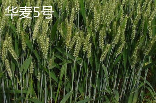 红麦品种，包括杨麦25、农麦88、宁麦22等种类