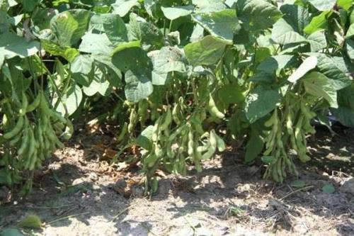京通608大豆种子特征特性，8月中旬及时防治大豆食心虫
