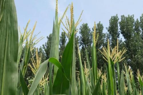茭玉1716玉米种简介，密度4500株/亩左右