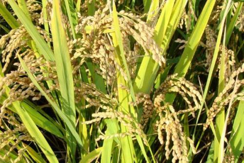 鲁星803玉米种子简介，中抗茎腐病