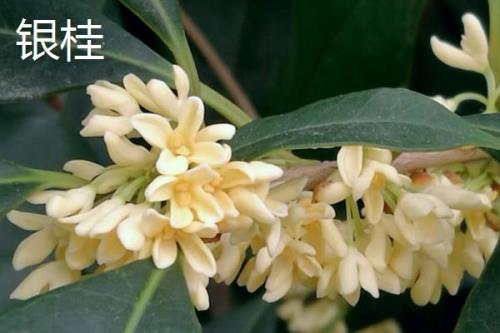 桂花开放时间，主要集中在9-10月份