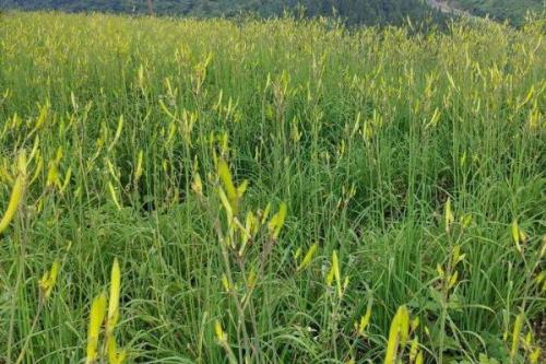 在大理如何种植黄花菜，可采用宽窄行的种植方式