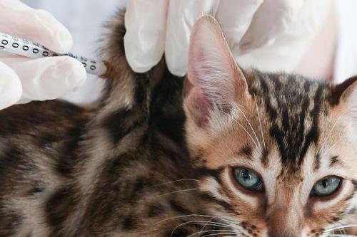 猫瘟的症状，主要表现为突发高热、顽固性呕吐等