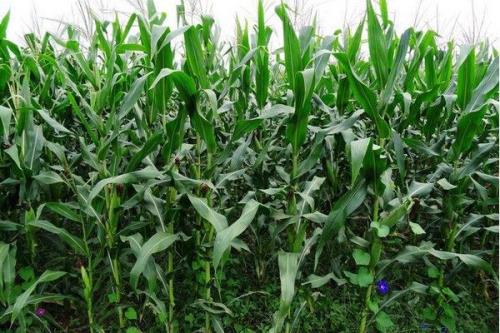 山农饲玉3号玉米种子特征特性，中抗茎腐病