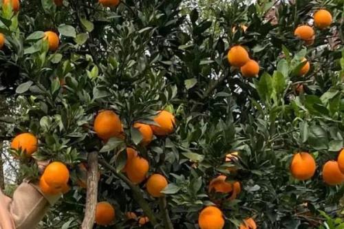 脐橙肥水管理技术，不同生长阶段所需肥不同