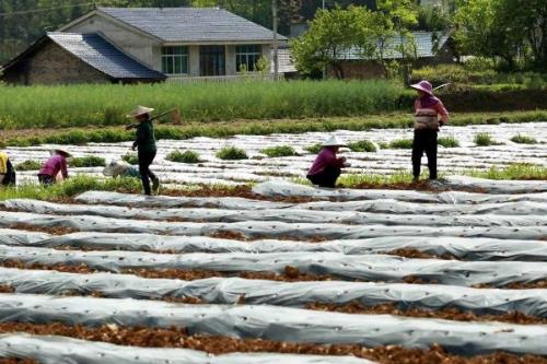 谷雨节气的农事谚语，要想庄稼好、管理要趁早