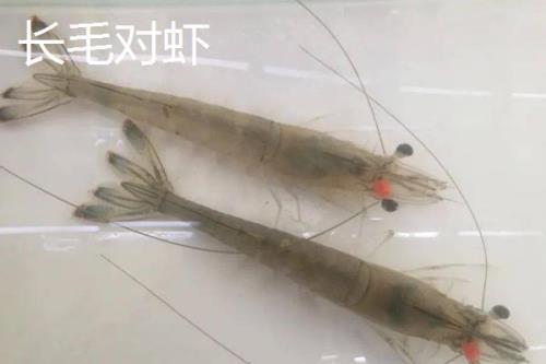 对虾的价格，一般在30-50元一斤