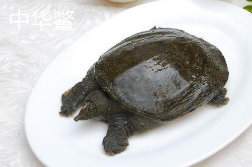 水鱼的简介，别称甲鱼