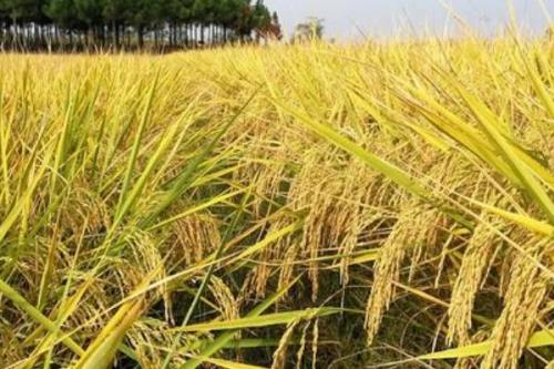 春两优粤禾丝苗水稻品种简介，每亩有效穗数15.2万穗