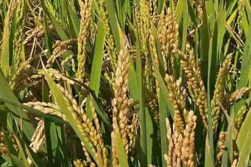 登两优008水稻种子介绍，每亩有效穗数16.1万穗