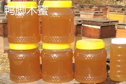 鸭脚木蜜的食用方法，普遍吃法是冲泡饮用