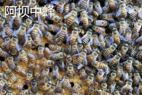 适合在广东养殖的中蜂，包括华南中蜂、双色中蜂等品种