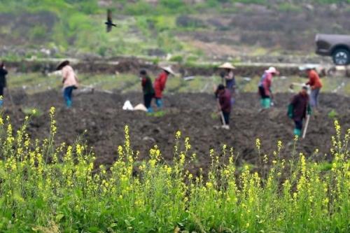 谷雨节气的农事谚语，要想庄稼好、管理要趁早