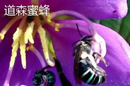 最厉害的10种蜂排行，杀人蜂排名第一