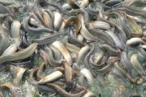棘鳅好不好养，饲养简单只需保持水质清洁即可