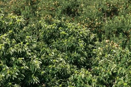 光杆栗子树栽种后为何不发芽，一般是由于留枝过多所导致