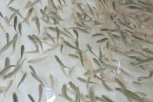赤眼鳟鱼苗能长多大，最大可长至4-5斤