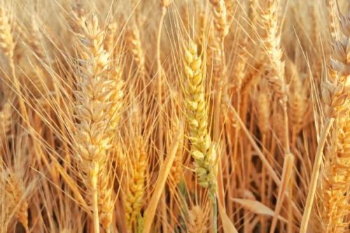 粮食农作物可以分为哪三类，谷类、豆类和薯类作物三大类