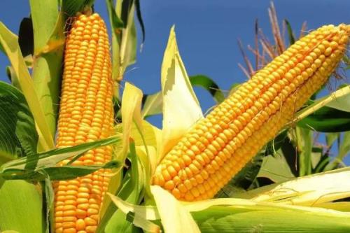 斯达糯51玉米种子特征特性，中抗大斑病