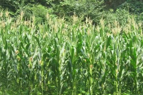 申白甜糯3号玉米品种简介，鲜食糯玉米品种
