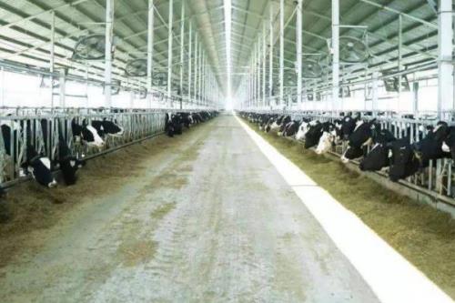 怎么建设奶牛养殖场，需规划出消毒室、消毒池、产房、牛舍及其它相关设施