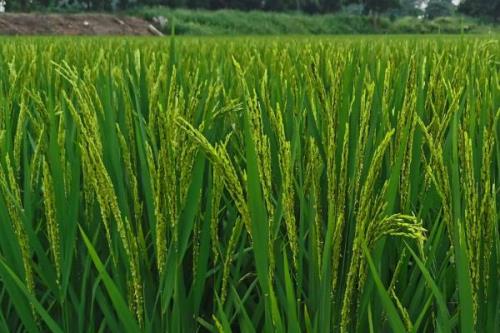 徽粳糯126水稻品种简介，大田直播每亩用种量5千克左右
