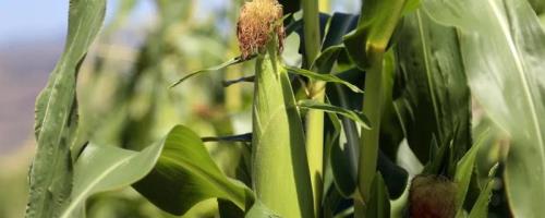 锦糯6号玉米种子特点，种植密度为3500株/亩
