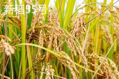 适合种植在新疆地区的水稻品种，新稻58号可在南疆和北疆推广种植