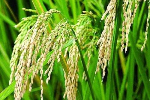 昌两优馥香占水稻品种简介，全生育期144.5天