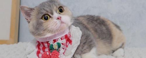 猫咪的口腔疾病，主要有牙周疾病、猫口炎和猫骨齿吸收症