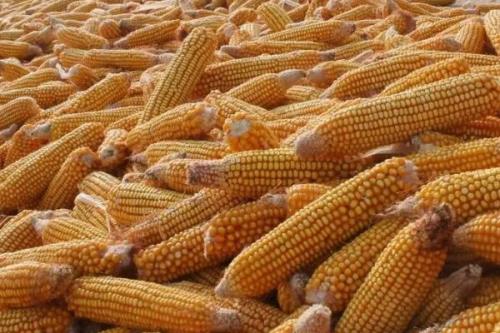 丰垦154玉米种子特征特性，注意防治大斑病