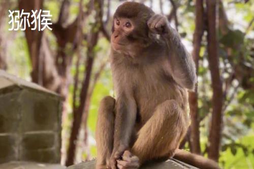 食蟹猴可以个人养殖出售吗，为国家二级重点保护野生动物