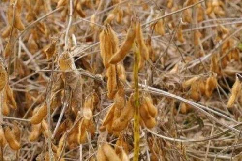 黑龙芽豆1号大豆种子特点，该品种亚有限结荚习性