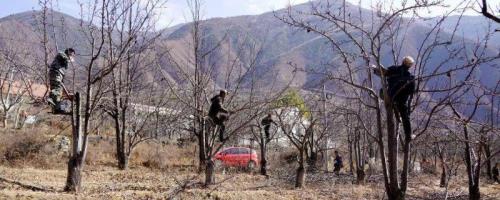 梨树采摘后管理要点，采摘后首先要清理残枝败叶