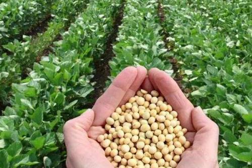 北兴4号大豆种子特点，在适应区5月中旬播种