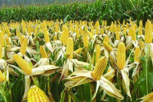 德朗169玉米品种简介，注意防治丝黑穗病
