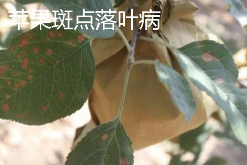 苹果树的常见病害及特征，主要病因包括干旱和冻害