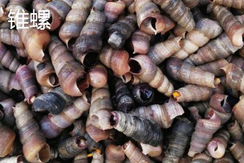 食用螺品种，田螺在各地湖泊中随处可见