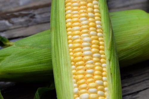 H717玉米种子介绍，放赤眼蜂防治玉米螟虫