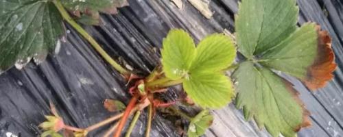 草莓炭疽病怎么防治，可选择抗病品种、避免重茬种植