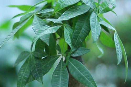 发财树的养殖要点，每隔3-5天要对叶片喷一次水