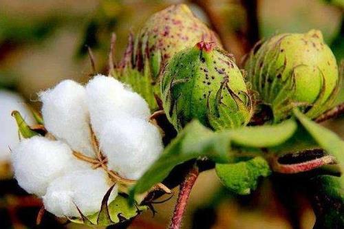 运H171棉花种简介，转基因抗虫棉常规品种