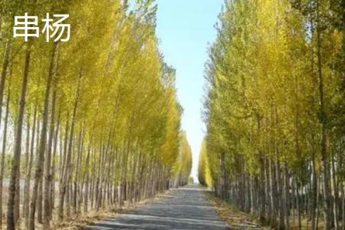 杨树有哪些常见品种，山杨、意杨、串杨等品种较常见