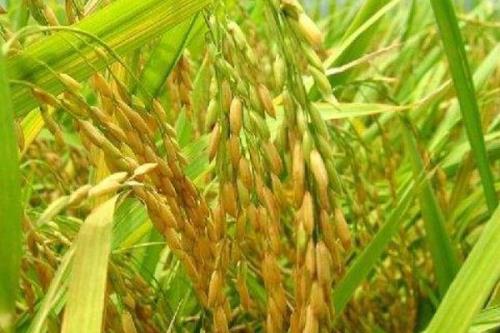 云两优609水稻品种的特性，该品种属中籼迟熟两系杂交水稻