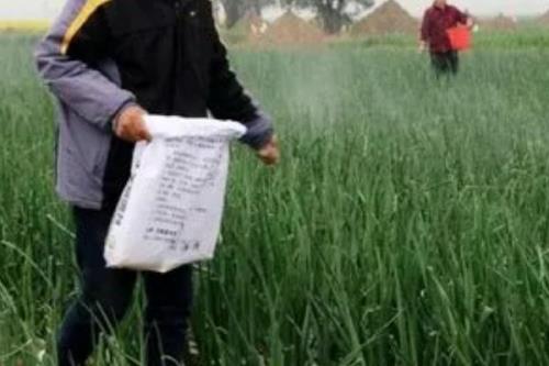 洋葱高产施肥技术，移栽前要结合整地施入有机肥与过磷酸钙等肥料