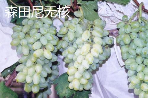 绿色葡萄品种，包括碧香无核、阳光玫瑰、绿玫瑰等类型