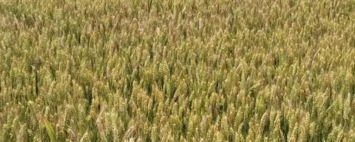 济科109小麦种子介绍，每亩基本苗15万左右