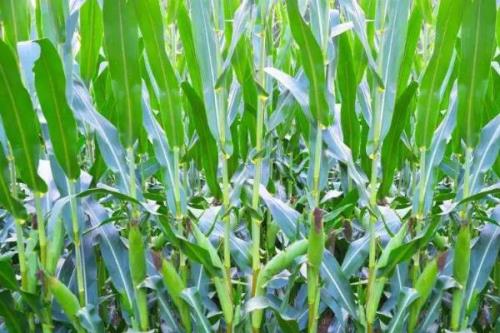 睿玉809玉米种子简介，适宜播期6月5日至6月15日